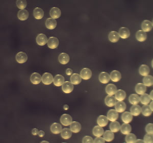 <span>Nutracéutico</span><i>→</i>